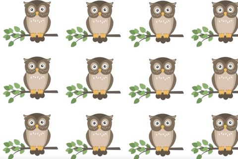 Schneller Augentest: Suchbild: Eine Eule ist anders – finden Sie den einzigartigen Vogel?