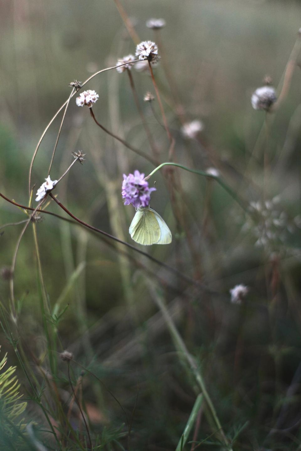 Ein Schmetterling an einer Blume