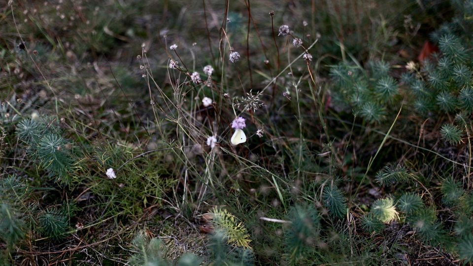 Es ist ein Weißling auf einer Sand-Grasnelke