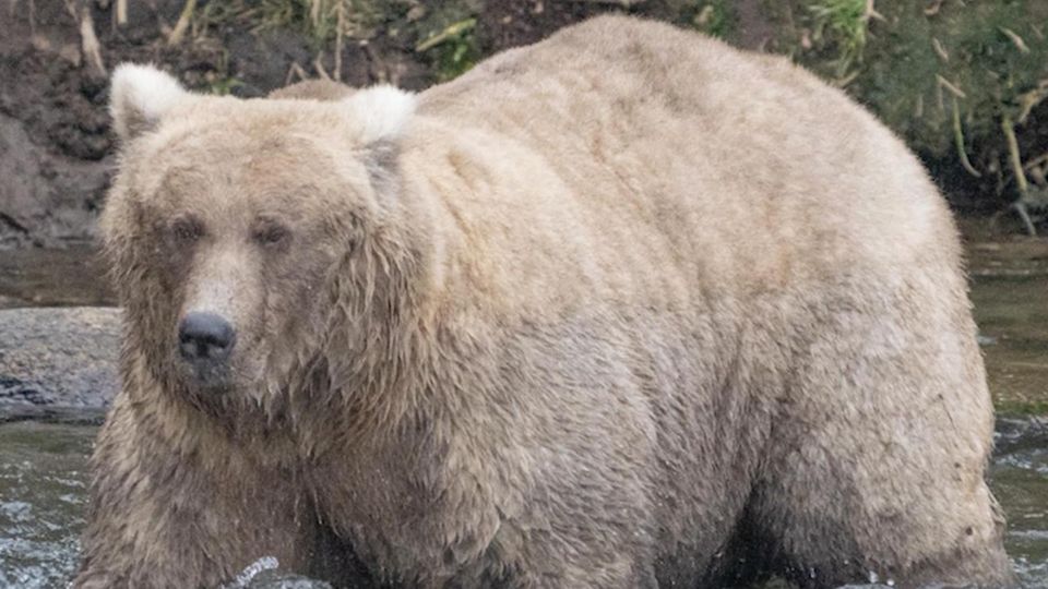 Bär Chunk und Bärendame Grazer sind gegeneinander angetreten, um den Titel "Dickster Bär" zu gewinnen. Der Wettbewerb soll unter anderem auch dazu dienen, über den Lebensraum der Braunbären zu informieren.