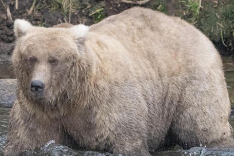 Bär Chunk und Bärendame Grazer sind gegeneinander angetreten, um den Titel "Dickster Bär" zu gewinnen. Der Wettbewerb soll unter anderem auch dazu dienen, über den Lebensraum der Braunbären zu informieren.