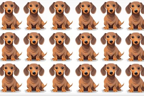 Augentest: Hunde-Suchbild: Welcher Dackel tanzt aus der Reihe?