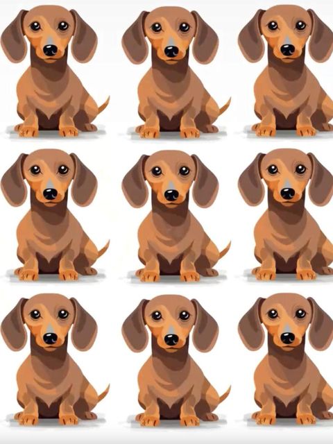 Augentest: Hunde-Suchbild: Welcher Dackel tanzt aus der Reihe?