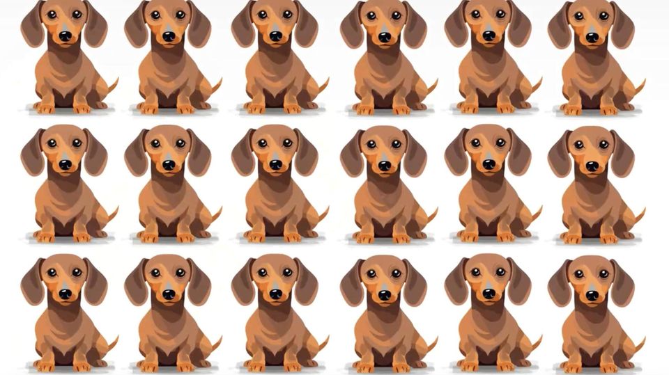 Augentest: Hunde-Suchbild: Welcher Dackel tanzt aus der Reihe? Augentest: Hunde-Suchbild: Welcher Dackel tanzt aus der Reihe?