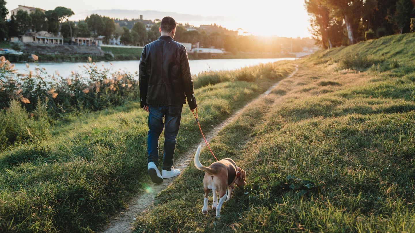 Junge geht mit Hund spazieren Aschersleben
