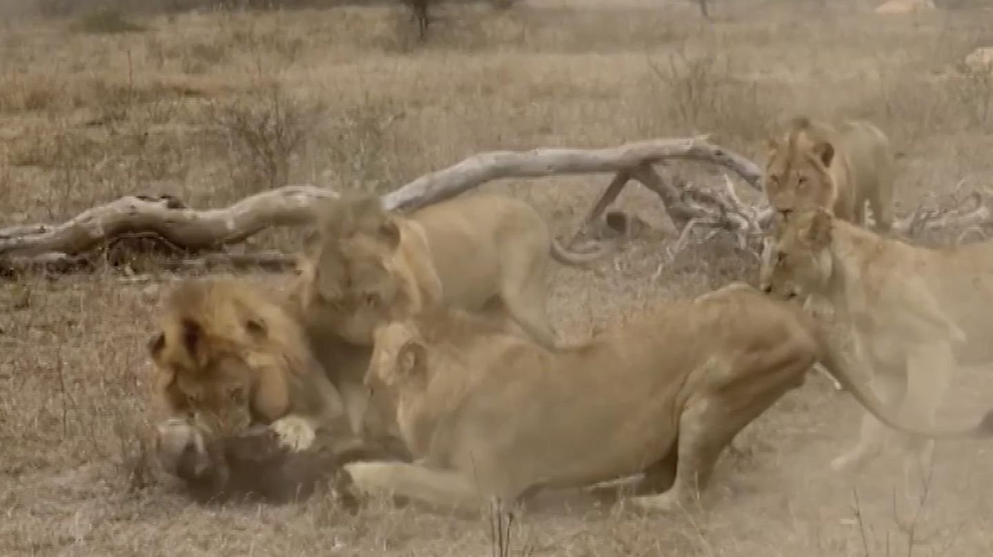 Löwen greifen Hyäne an doch dann kommt ihr plötzlich Rudel zu Hilfe