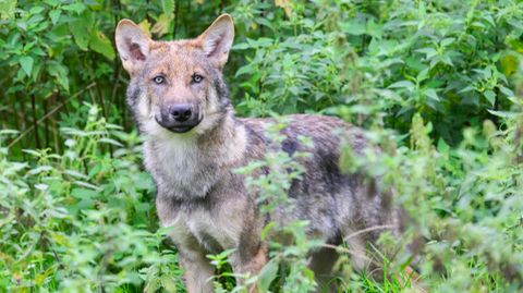 Ein junger Wolf im Wisentgehege Springe