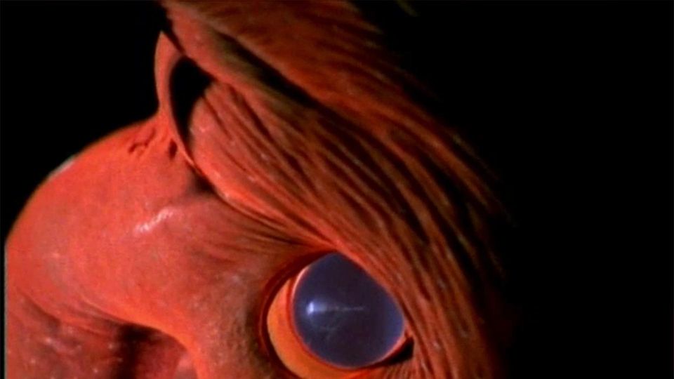 Geist oder Tintenfisch? Netz rätselt über geisterhaftes Unterwassergeschöpf Geist oder Tintenfisch? Netz rätselt über geisterhaftes Unterwassergeschöpf