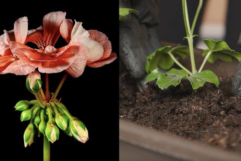 Gartentipps: Bloß nicht die Blumen wegschmeißen: So überleben Ihre Geranien auch den Winter