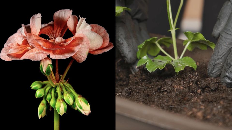 Gartentipps: Bloß nicht die Blumen wegschmeißen: So überleben Ihre Geranien auch den Winter
