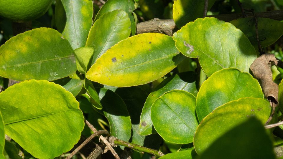 Eine Zitruspflanze ist vom Magnesium-Mangel betroffen