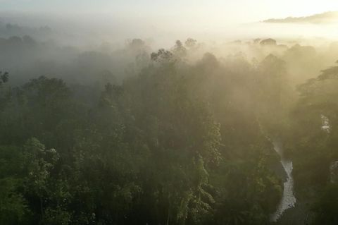 Durch Landwirtschaft zerstört: Neues Leben für ein Naturparadies – wie Costa Rica den Regenwald wieder aufbaut