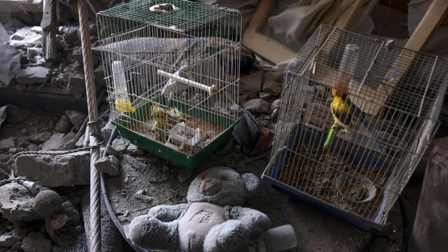 Vögel haben in ihren Käfigen einen israelischen Angriff auf Khan Yunis im südlichen Gazastreifen überlebt, während die Wohnung verwüstet wurde