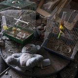 Vögel haben in ihren Käfigen einen israelischen Angriff auf Khan Yunis im südlichen Gazastreifen überlebt, während die Wohnung verwüstet wurde