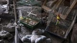 Vögel haben in ihren Käfigen einen israelischen Angriff auf Khan Yunis im südlichen Gazastreifen überlebt, während die Wohnung verwüstet wurde