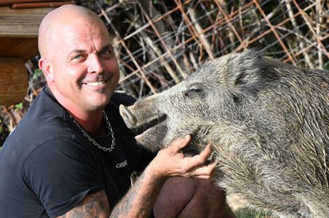 Dennis Renschler sitzt bei dem rund sechs Monate alten Wildschwein Friedrich in dessem Gehege.