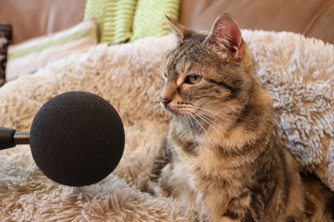 Eine Katze mit Mikro beim Rekordveruch für Guinness World Records