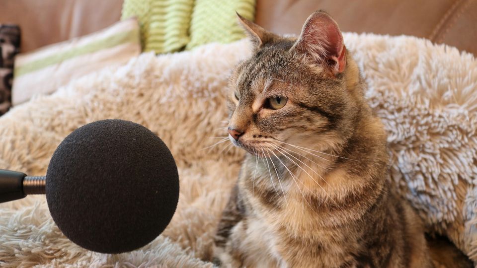 Eine Katze mit Mikro beim Rekordveruch für Guinness World Records