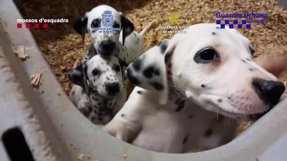 Video: Razzia gegen Tierhändlerring in Spanien