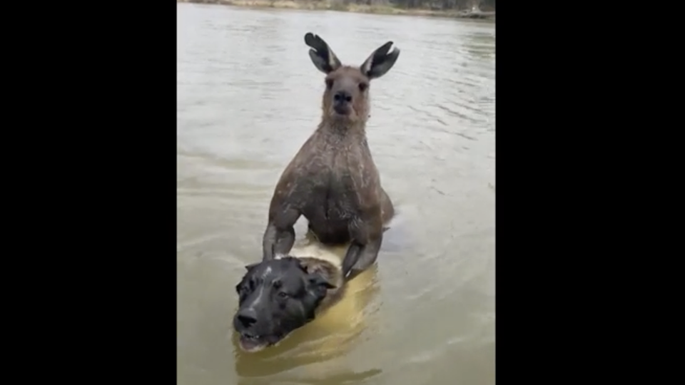Australien: Weil es seinen Hund würgt – Kampfsportler legt sich mit Känguru an