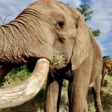 Eine Begegnung mit Wüstenelefanten ist nur noch an sehr wenigen Orten auf der Welt möglich. Einer davon ist Namibia. Damit das so bleibt, haben die Bewohner des Landes den Lebensraum der Elefanten unter Schutz gestellt. Antreffen kann man die besonderen Tiere zum Beispiel im Etosha Nationalpark im Norden des Landes.