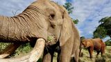 Eine Begegnung mit Wüstenelefanten ist nur noch an sehr wenigen Orten auf der Welt möglich. Einer davon ist Namibia. Damit das so bleibt, haben die Bewohner des Landes den Lebensraum der Elefanten unter Schutz gestellt. Antreffen kann man die besonderen Tiere zum Beispiel im Etosha Nationalpark im Norden des Landes.
