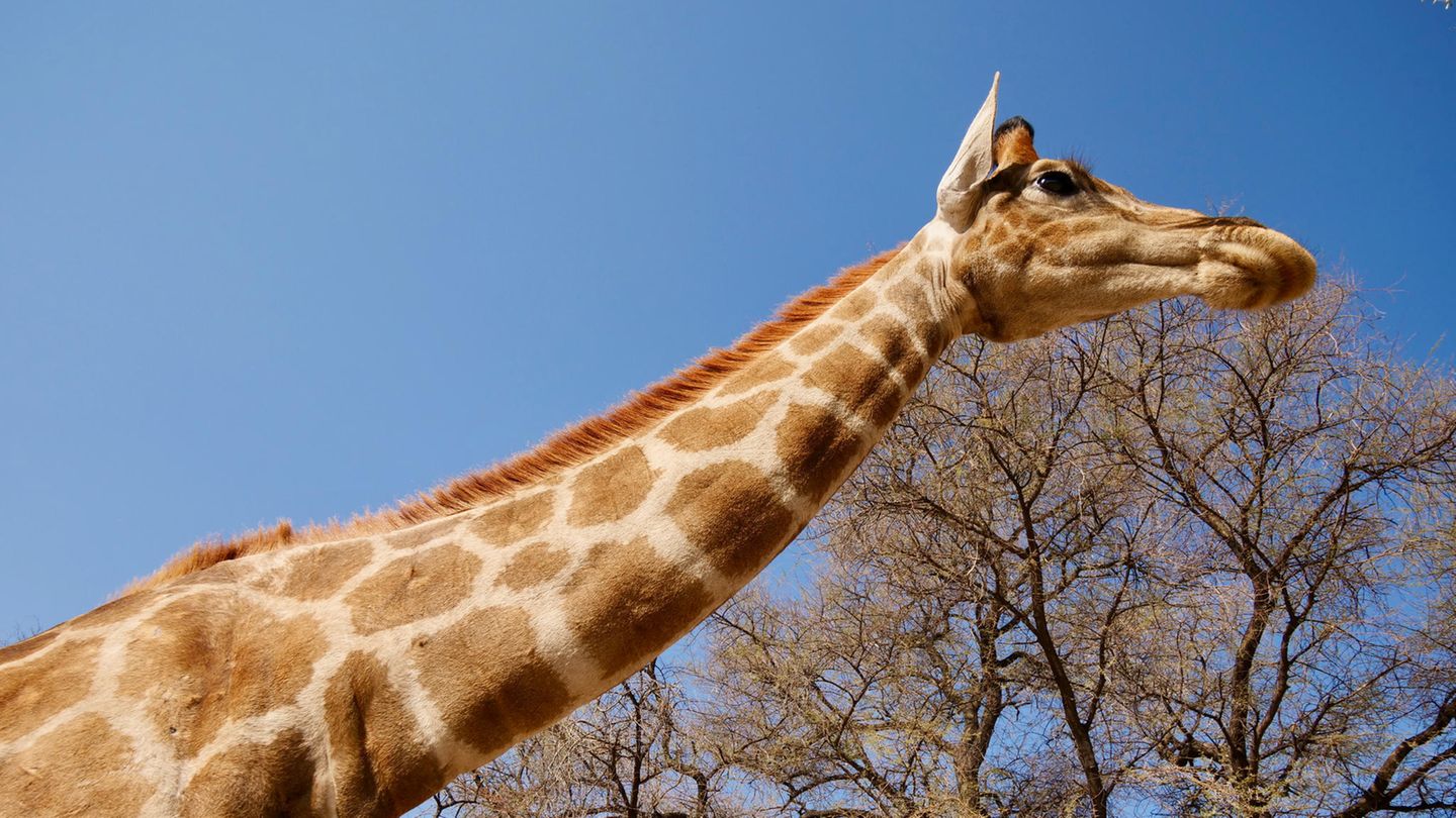 Wach oder nicht, das ist hier die Frage. Zumindest bei Giraffen ist die Antwort oft nicht ganz so eindeutig. Die höchsten Säugetiere unseres Planeten schlafen nämlich nur wenige Minuten am Stück – und das meistens im Stehen. 