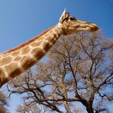 Wach oder nicht, das ist hier die Frage. Zumindest bei Giraffen ist die Antwort oft nicht ganz so eindeutig. Die höchsten Säugetiere unseres Planeten schlafen nämlich nur wenige Minuten am Stück – und das meistens im Stehen. 