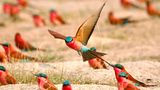 In Namibia leben rund 600 unterschiedliche Vogelarten. Neben exotischen Gattungen wie dem bunten Scharlachspint, dem Kapweber und dem Dünenschnäpper leben dort auch große Laufvögel wie die Rüppeltrappe.