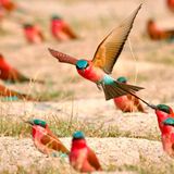 In Namibia leben rund 600 unterschiedliche Vogelarten. Neben exotischen Gattungen wie dem bunten Scharlachspint, dem Kapweber und dem Dünenschnäpper leben dort auch große Laufvögel wie die Rüppeltrappe.