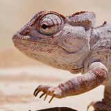 In Namibia könnte man auch auf ein Chamäleon treffen, wenn es sich nicht gerade gekonnt an seine Umgebung anpasst und tarnt. Und das ist nicht das einzige bewundernswerte Talent der Reptilien – sie können sich auch in Slow Motion fortbewegen und ihre Augen um fast 180 Grad drehen. 