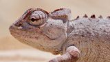 In Namibia könnte man auch auf ein Chamäleon treffen, wenn es sich nicht gerade gekonnt an seine Umgebung anpasst und tarnt. Und das ist nicht das einzige bewundernswerte Talent der Reptilien – sie können sich auch in Slow Motion fortbewegen und ihre Augen um fast 180 Grad drehen. 