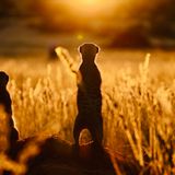 Erdmännchen sind alles andere als Einzelgänger. Sie leben in kleinen Gangs und unterstützen sich im Alltag gegenseitig bei der Suche nach Nahrung oder beim Schutz ihres Lebensraums vor Fressfeinden.