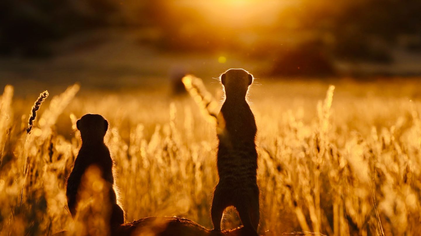 Erdmännchen und Wüstenelefanten: Eine Fotoreise ins tierische Namibia