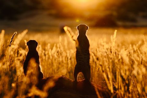 Erdmännchen sind alles andere als Einzelgänger. Sie leben in kleinen Gangs und unterstützen sich im Alltag gegenseitig bei der Suche nach Nahrung oder beim Schutz ihres Lebensraums vor Fressfeinden.