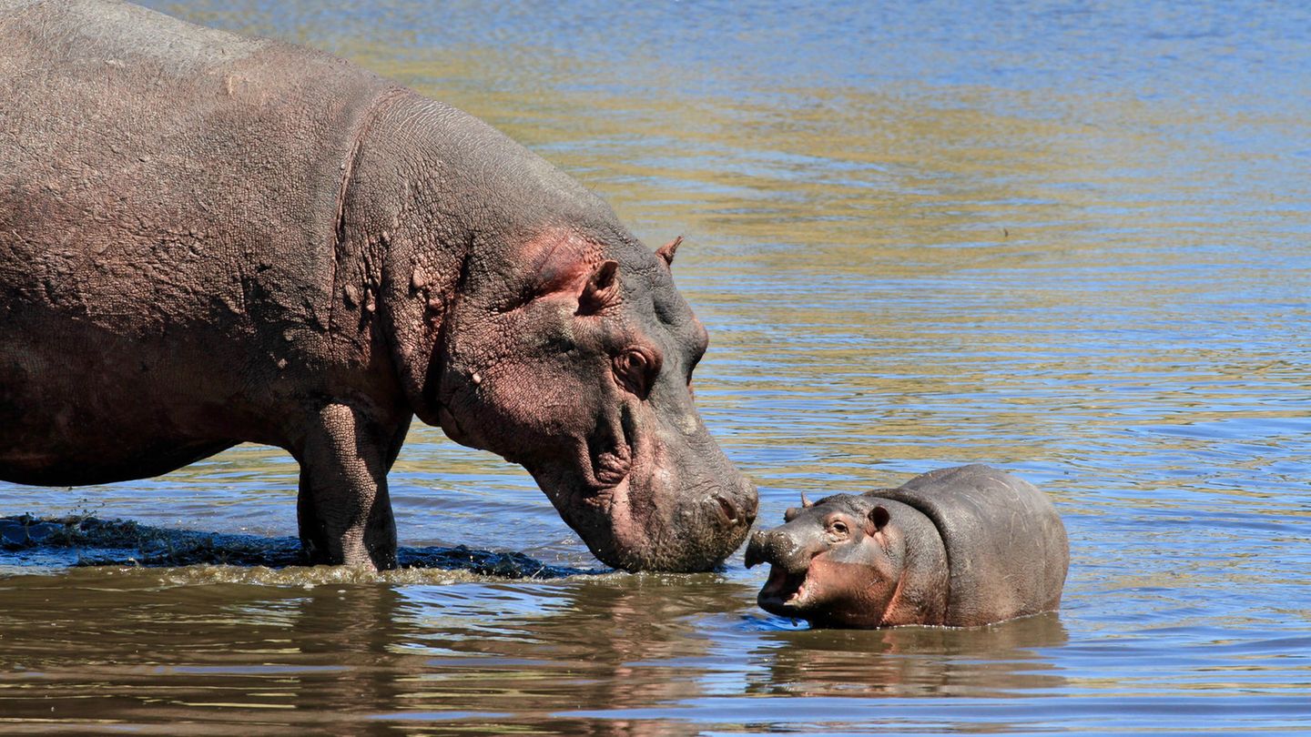 Entlang des Caprivi-Streifens im Nordosten Namibias kann man einen weiteren riesigen Bewohner des Landes in einem natürlichen Lebensraum antreffen: Nilpferde. Sie halten sich meistens in der Nähe der Flüsse auf und verbringen viel Zeit im Wasser – wenn sie nicht gerade genüsslich im Schatten schlafen.