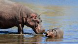 Entlang des Caprivi-Streifens im Nordosten Namibias kann man einen weiteren riesigen Bewohner des Landes in einem natürlichen Lebensraum antreffen: Nilpferde. Sie halten sich meistens in der Nähe der Flüsse auf und verbringen viel Zeit im Wasser – wenn sie nicht gerade genüsslich im Schatten schlafen.