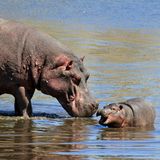 Entlang des Caprivi-Streifens im Nordosten Namibias kann man einen weiteren riesigen Bewohner des Landes in einem natürlichen Lebensraum antreffen: Nilpferde. Sie halten sich meistens in der Nähe der Flüsse auf und verbringen viel Zeit im Wasser – wenn sie nicht gerade genüsslich im Schatten schlafen.