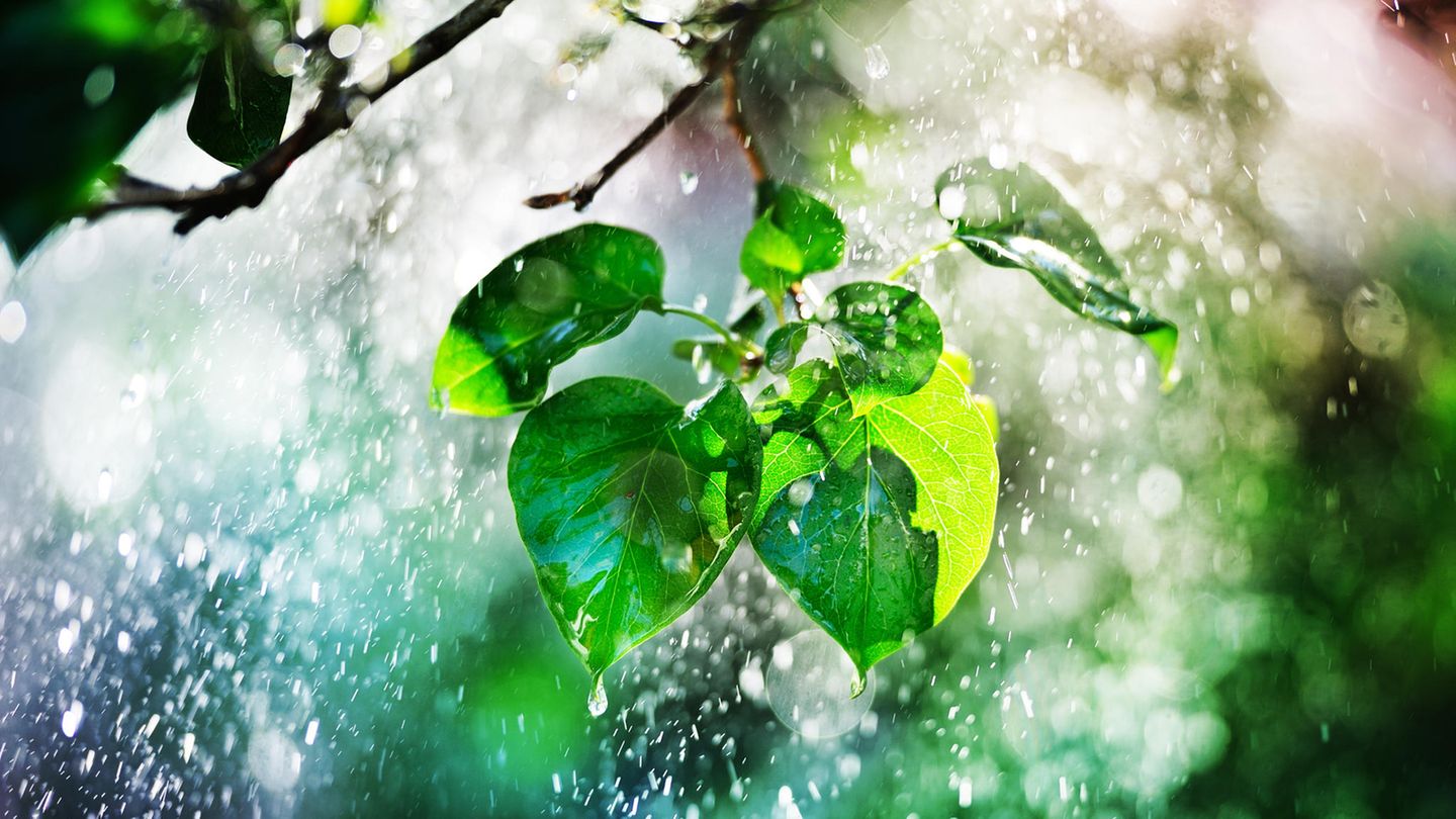 Trinkwasser: Regen tropft von Laubblättern ab Trinkwasser: Regen tropft von Laubblättern ab