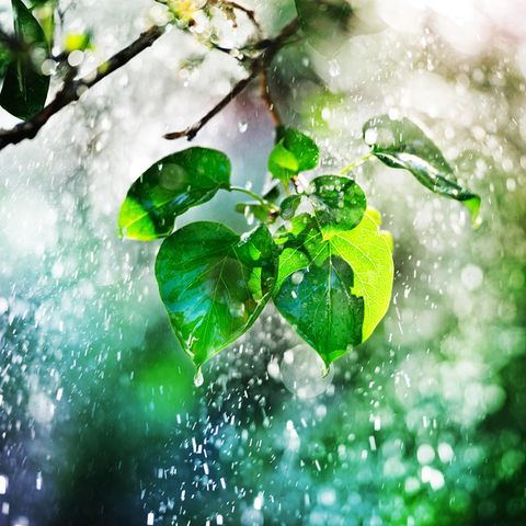 Trinkwasser: Regen tropft von Laubblättern ab