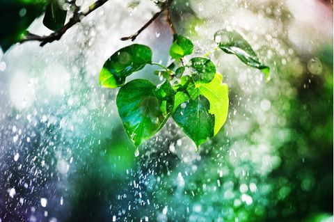 Trinkwasser: Regen tropft von Laubblättern ab
