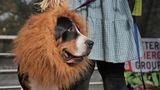 Halloween Hunde Parade Tompkins Square New York
