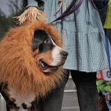 Halloween Hunde Parade Tompkins Square New York