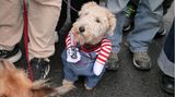 Halloween Hunde Parade Tompkins Square New York
