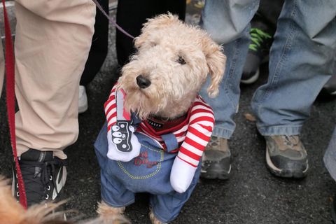 Halloween Hunde Parade Tompkins Square New York
