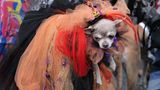 Halloween Hunde Parade Tompkins Square New York