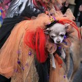 Halloween Hunde Parade Tompkins Square New York