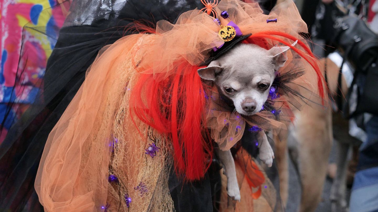 Halloween Hunde Parade Tompkins Square New York