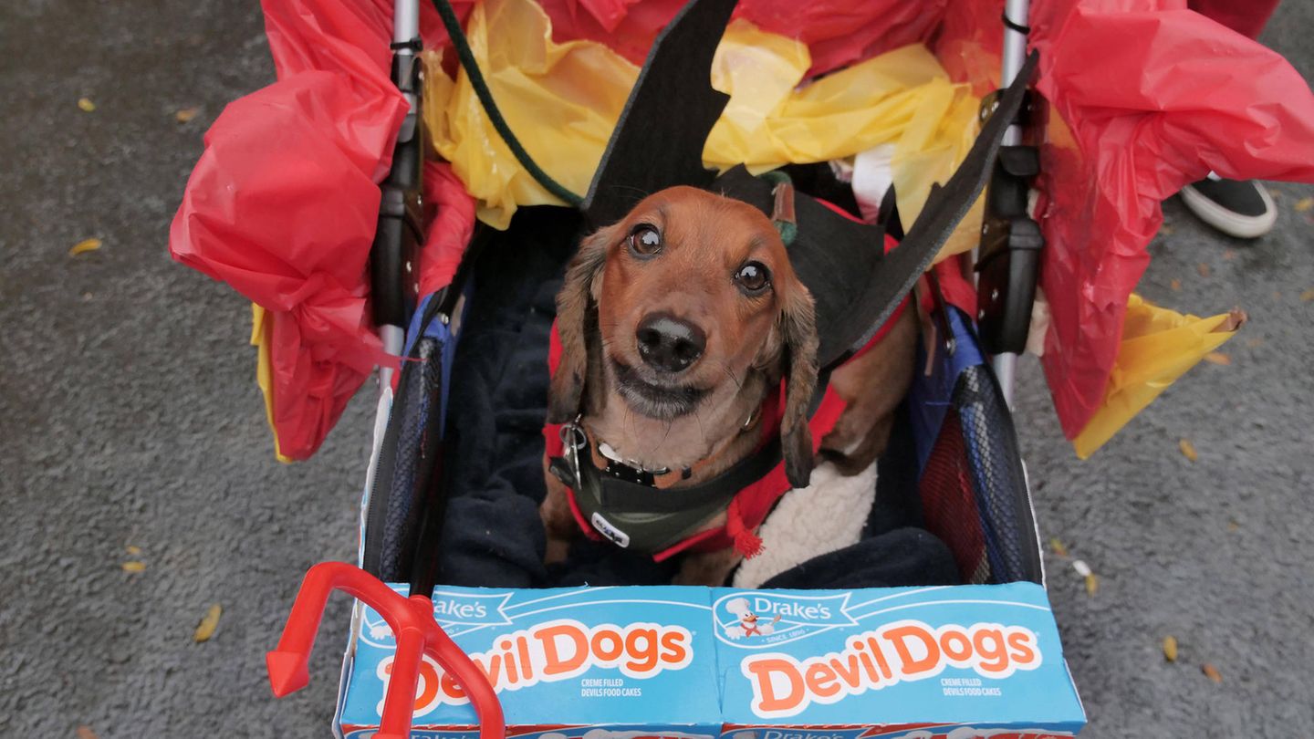 Halloween Hunde Parade Tompkins Square New York