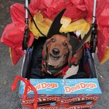 Halloween Hunde Parade Tompkins Square New York